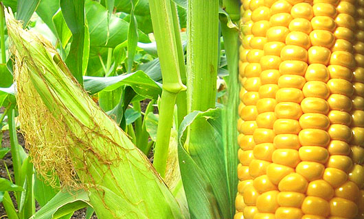 �u�Ƃ����낱���v�f��