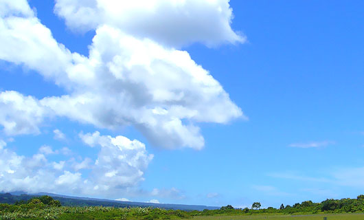 �u���G�}�v�f��